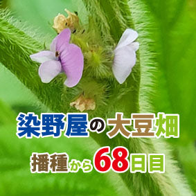大豆畑 ~播種から68日目~