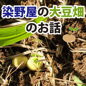 染野屋の大豆畑の話